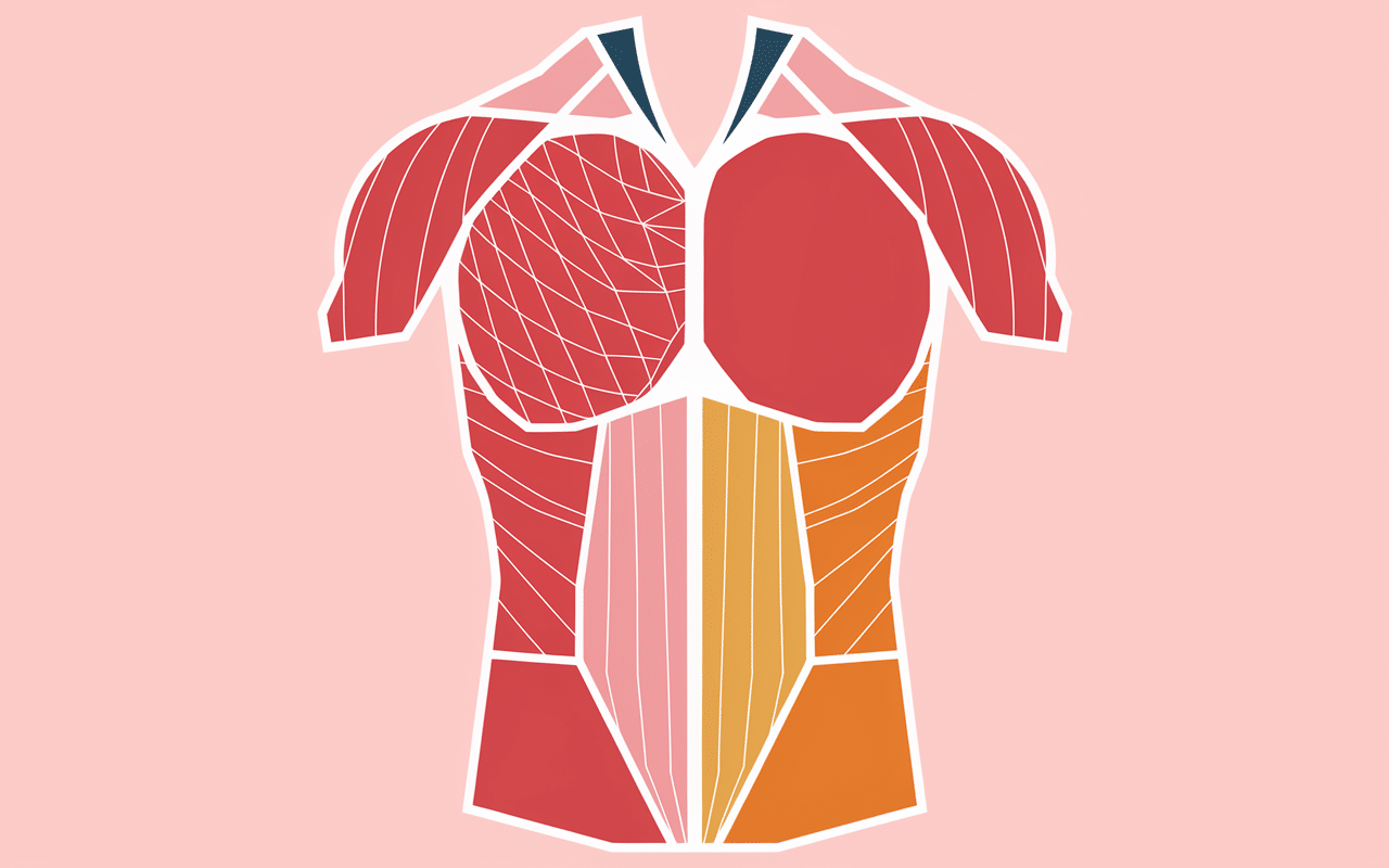 schéma cellulite avant apres musculation structure peau