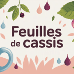 Illustration bienfaits des feuilles de cassis santé naturelle