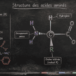 structures des acides amines schema tableau noir