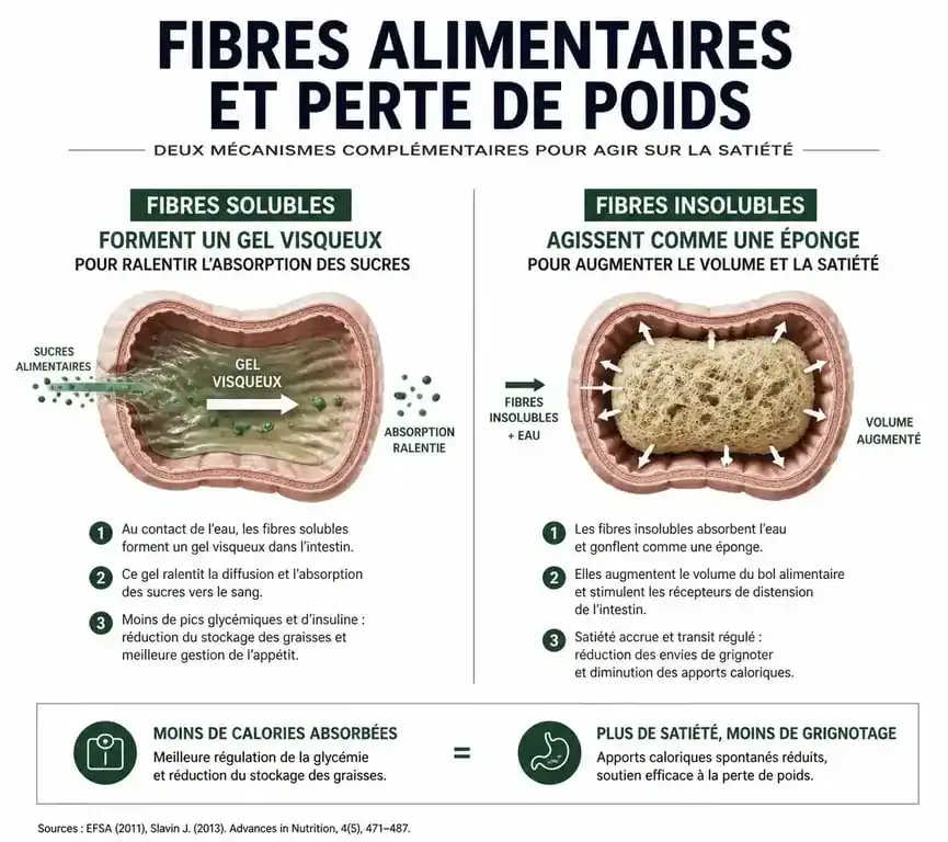 Infographie sur les bienfaits des aliments riches en fibres pour maigrir et la perte de poids