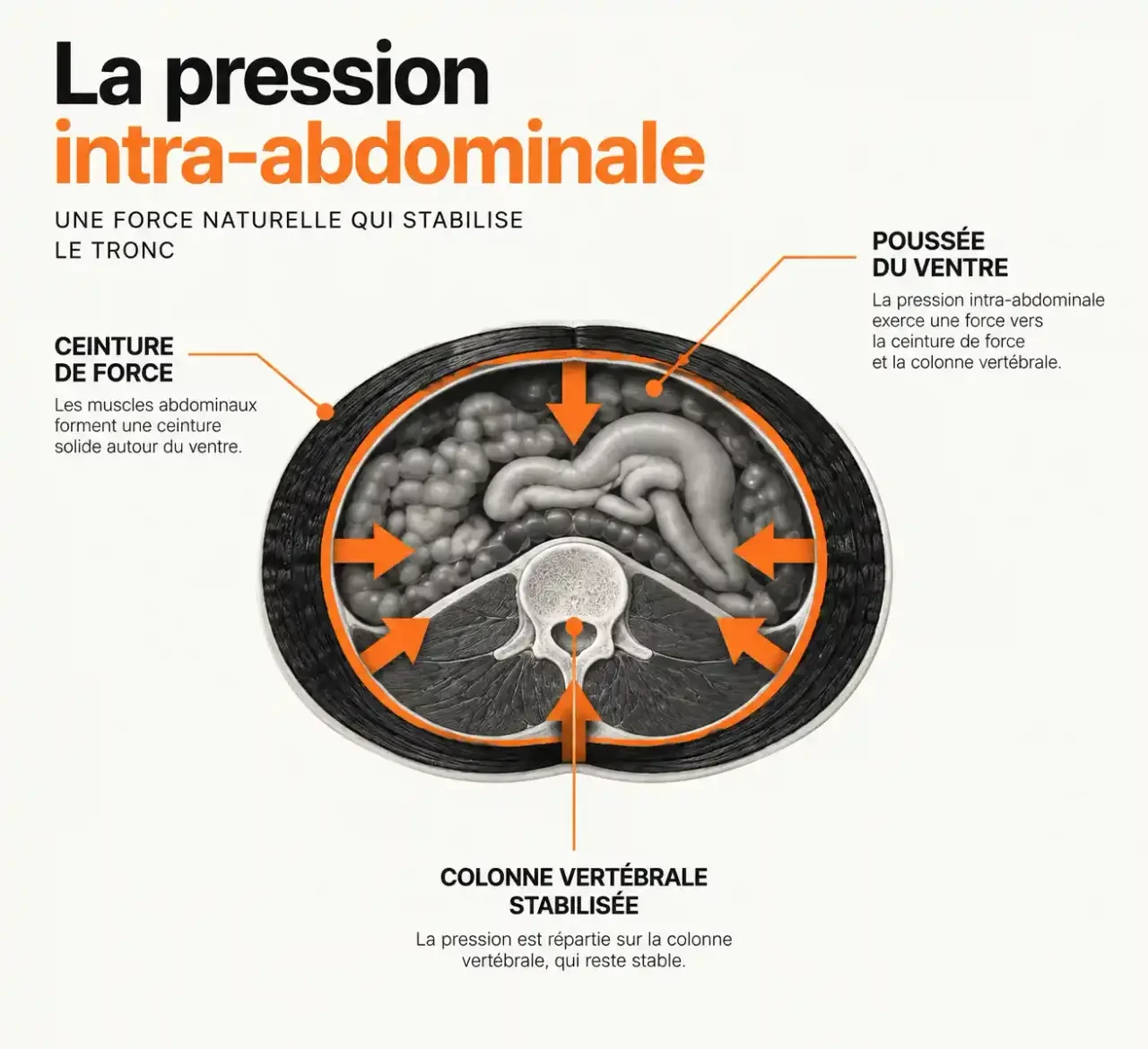 Schéma du fonctionnement d'une ceinture de force : pression intra-abdominale et stabilisation de la colonne